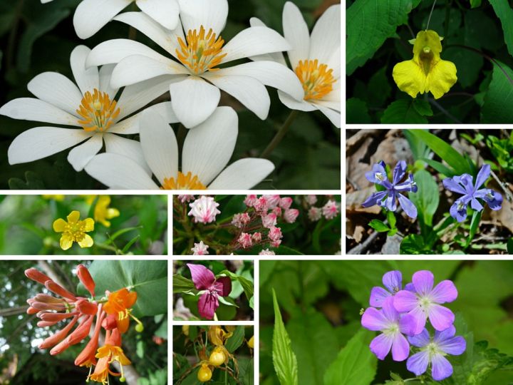 Can You ID These 9 Wildflowers in Cherokee, NC? | Cherokee, NC